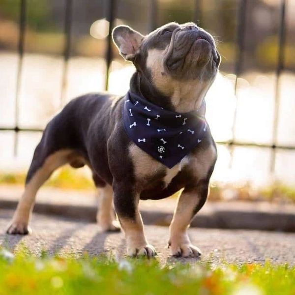 Maga Frenchie Service D'insémination, Bulldog Français